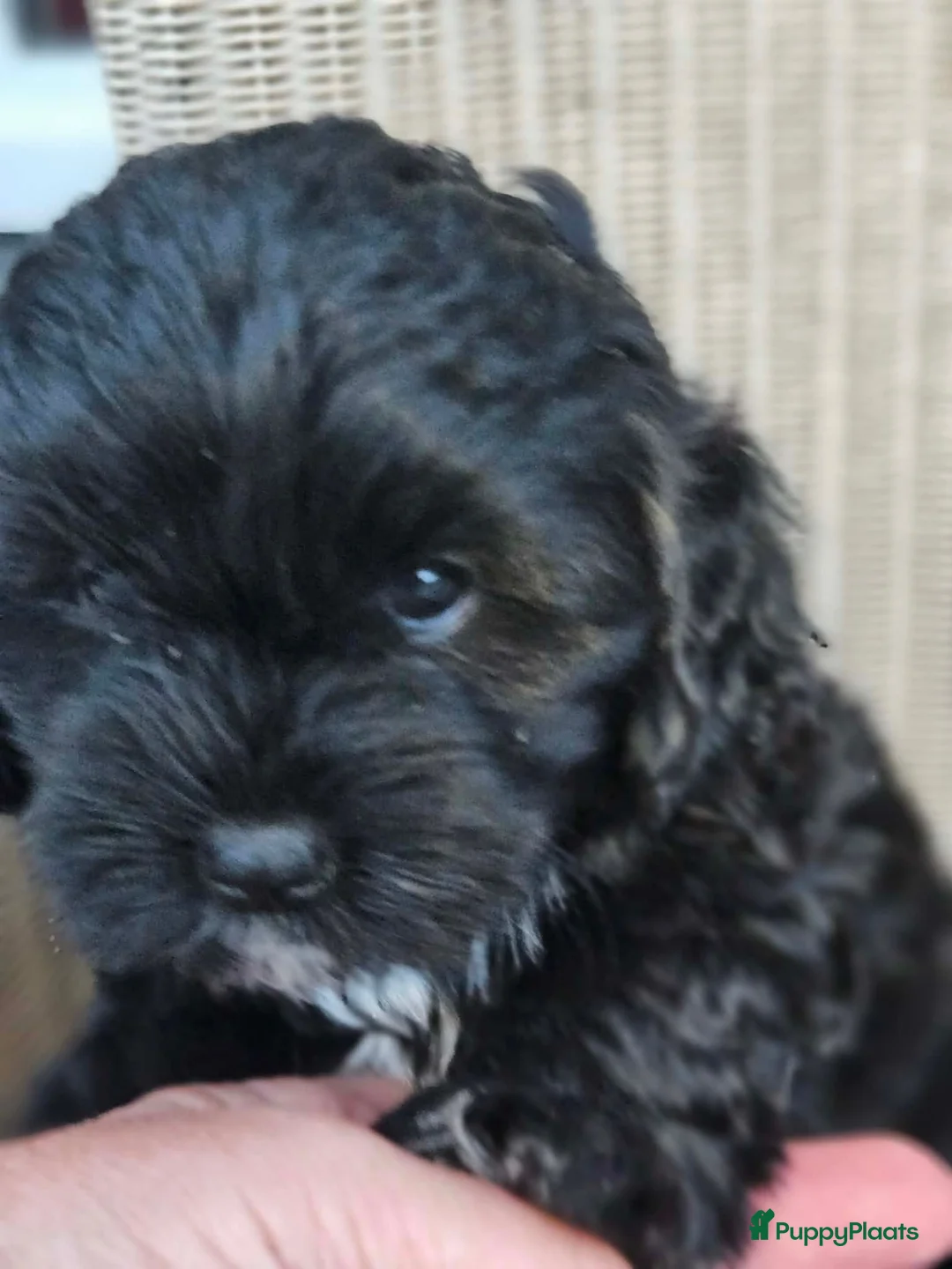 Shihpoo honden te koop: Shihpoo pup - Advertentie 2