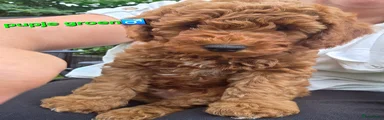 Labradoodle Puppy 3
