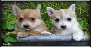 Kruising honden - Advertentie 5