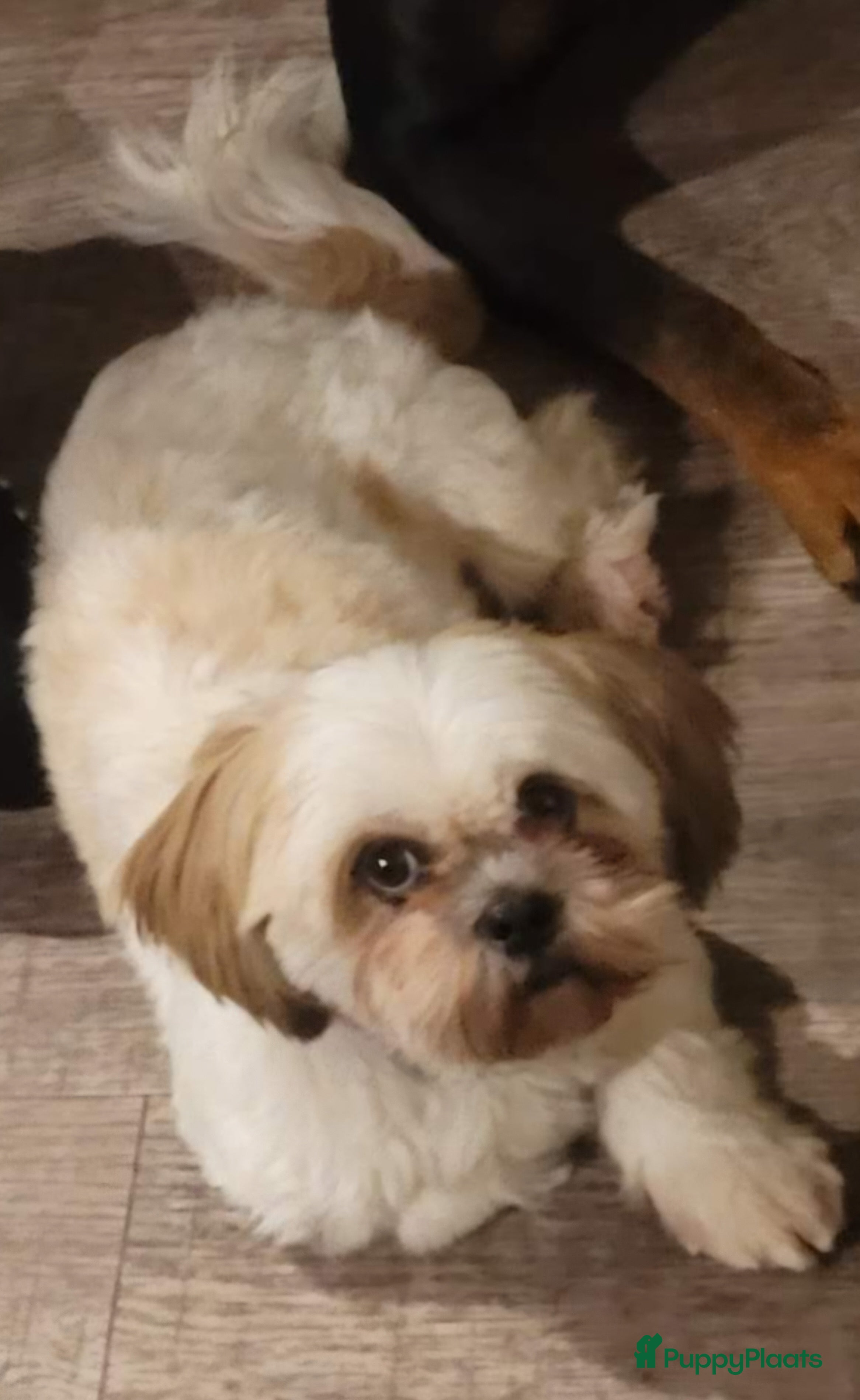 Shih Tzu honden Shih tzu nestaankondiging  - Advertentie 1