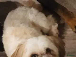 Shih Tzu honden Shih tzu nestaankondiging - Advertentie 1