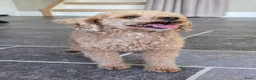 Poedel Toy honden ter dekking: Dekreu beschikbaar: Toy Poedel met FCI stamboom  - Advertentie 1