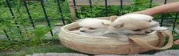 Pomchi honden te koop: Lieve pomchis - Advertentie 10
