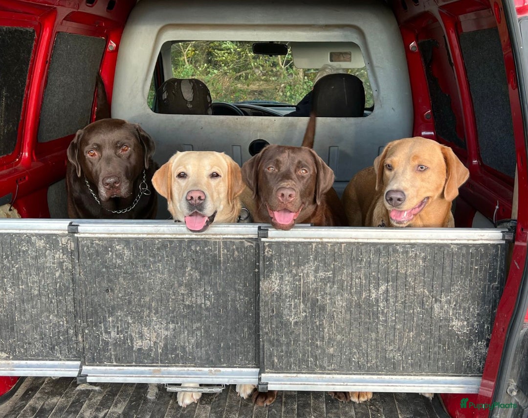 Labrador Retriever honden te koop: Labrador Retriever Pups - Advertentie 36