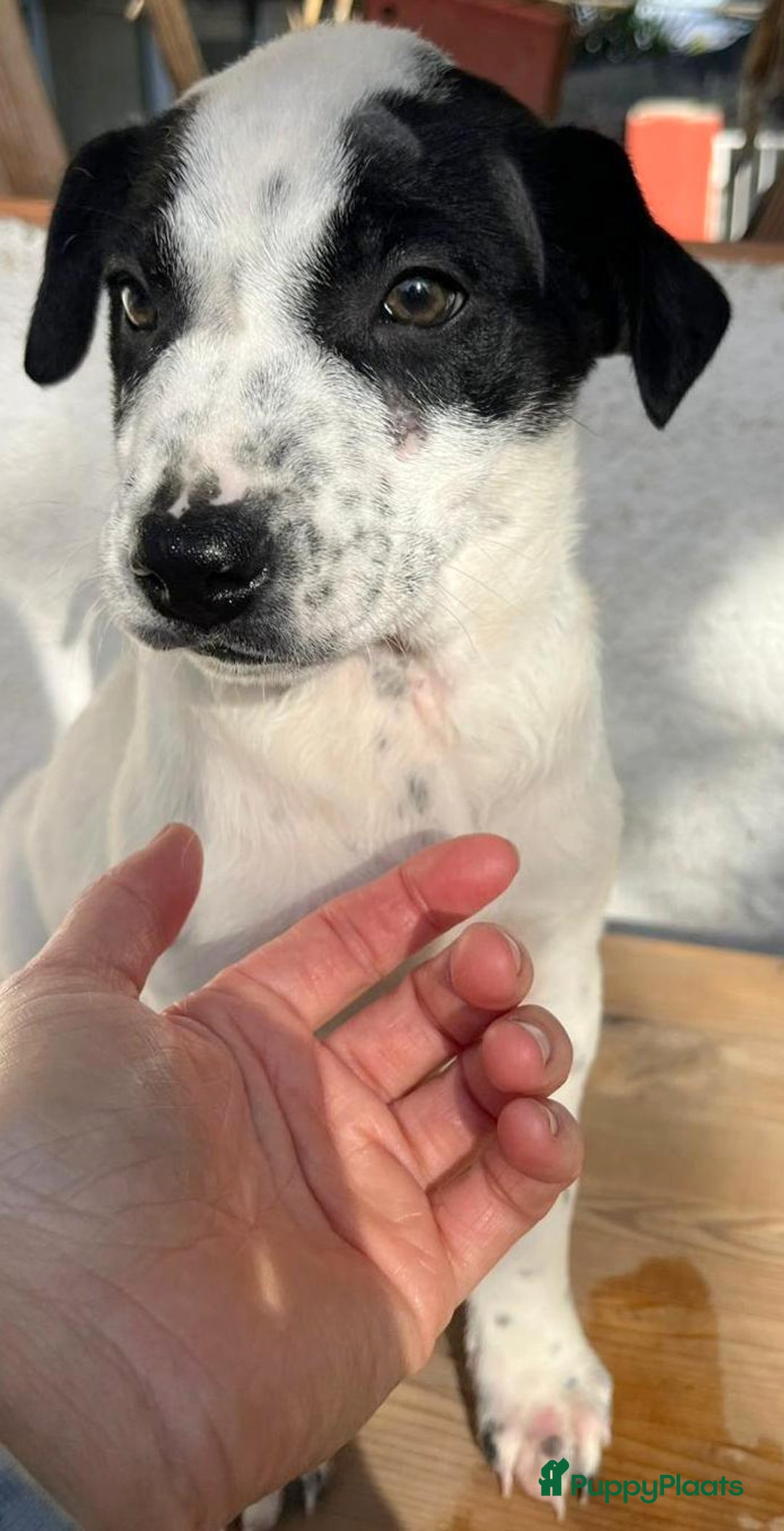 Kruising honden ter adoptie: Gunter zoekt een  vriendje voor het leven  - Advertentie 2