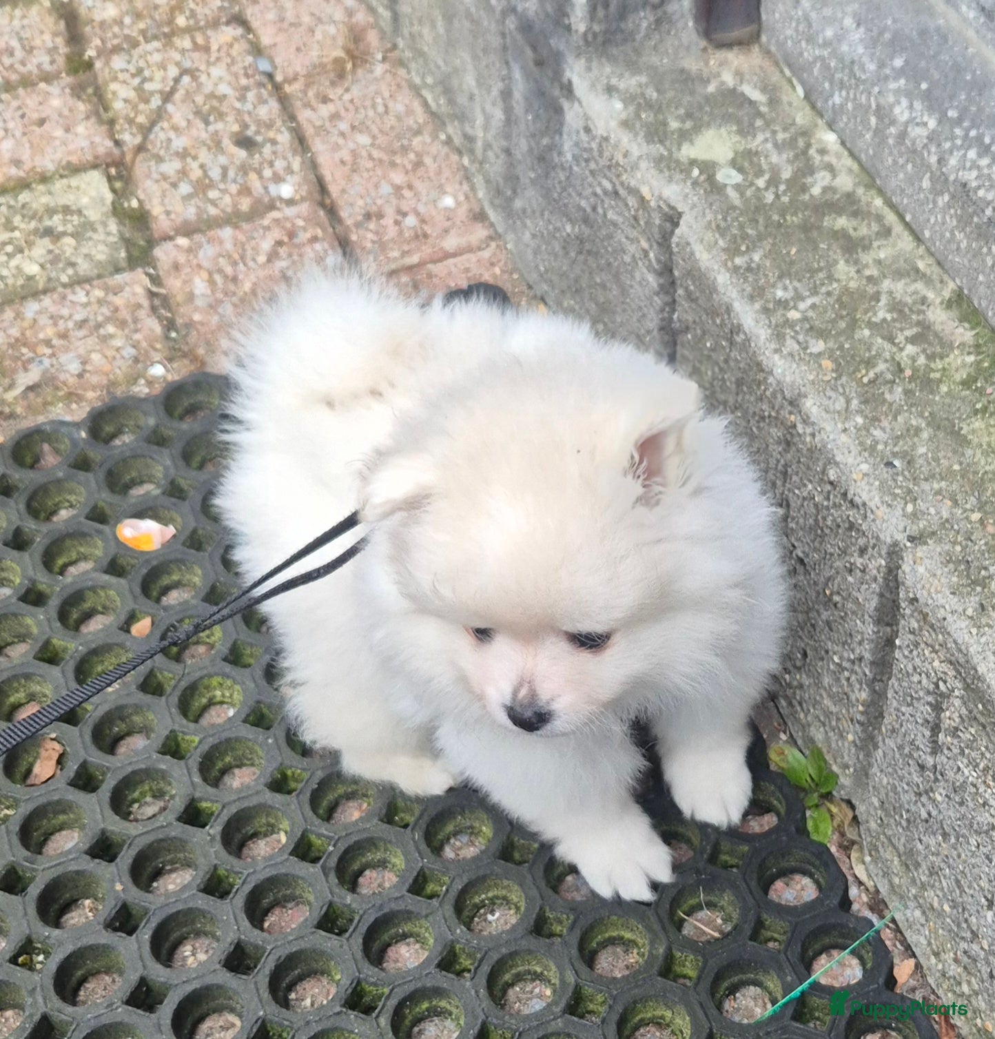 Pomeriaan honden Mooi Pomeranian teefje te koop - Advertentie 1