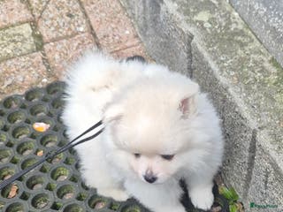 Pomeriaan honden Mooi Pomeranian teefje te koop - Advertentie 2