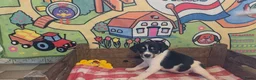 Boerenfox honden te koop: Boerenfox pups raszuiver - Advertentie 5