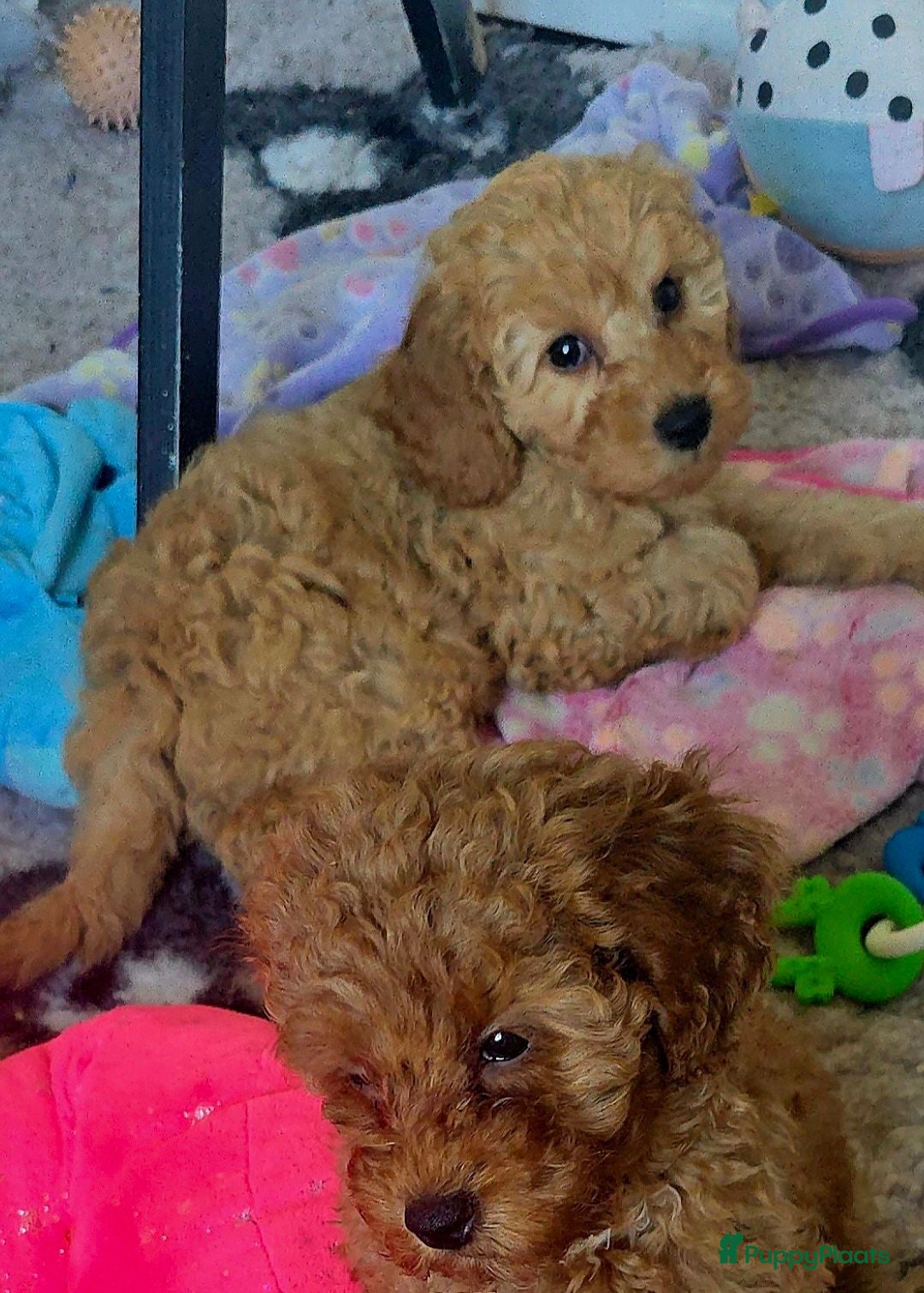Maltipoo honden Mooie Maltipoo maltipo Pups puppies ( toy poedel ) - Advertentie 2