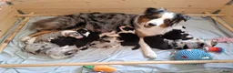 Australian Shepherd honden te koop: Stamboom pups geboren!  - Advertentie 2