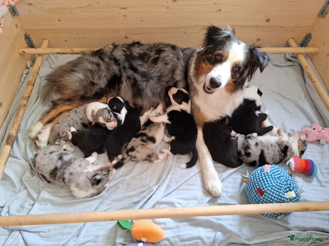 Australian Shepherd honden te koop: Stamboom pups geboren!  - Advertentie 2