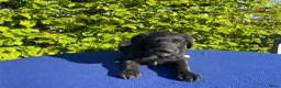 Labradoodle honden te koop: Doodle Pups - Advertentie 5