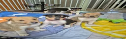 Schotse Herdershond korthaar honden te koop: Schotse herdershond korthaar pups - Advertentie 1