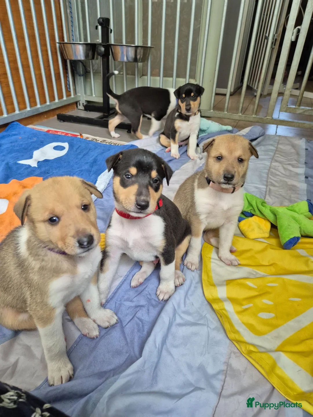 Schotse Herdershond korthaar honden te koop: Schotse herdershond korthaar pups - Advertentie 1