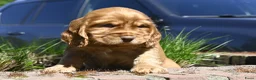 Engelse Cocker Spaniel honden te koop: Speelse Engelse Cocker Spaniel pups - Advertentie 25