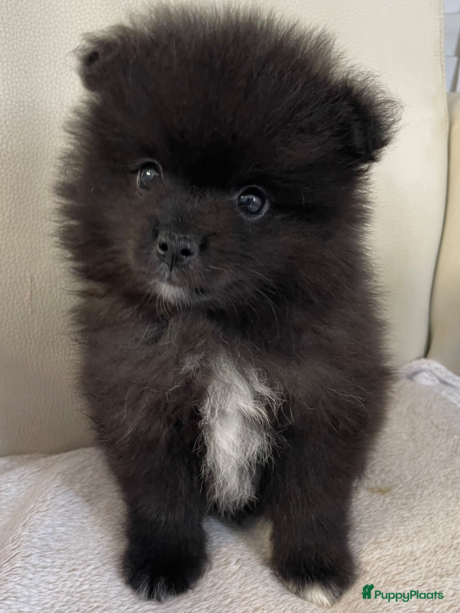 Pomeriaan honden 5 Prachtige Pomeriaan/dwergkees pups.🩵🩷 - Advertentie 1