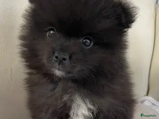 Pomeriaan honden 5 Prachtige Pomeriaan/dwergkees pups.🩵🩷 - Advertentie 4