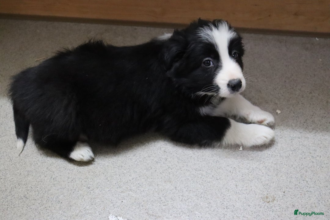 Border Collie honden te koop: Super Schattige border collie pups te koop - Advertentie 32