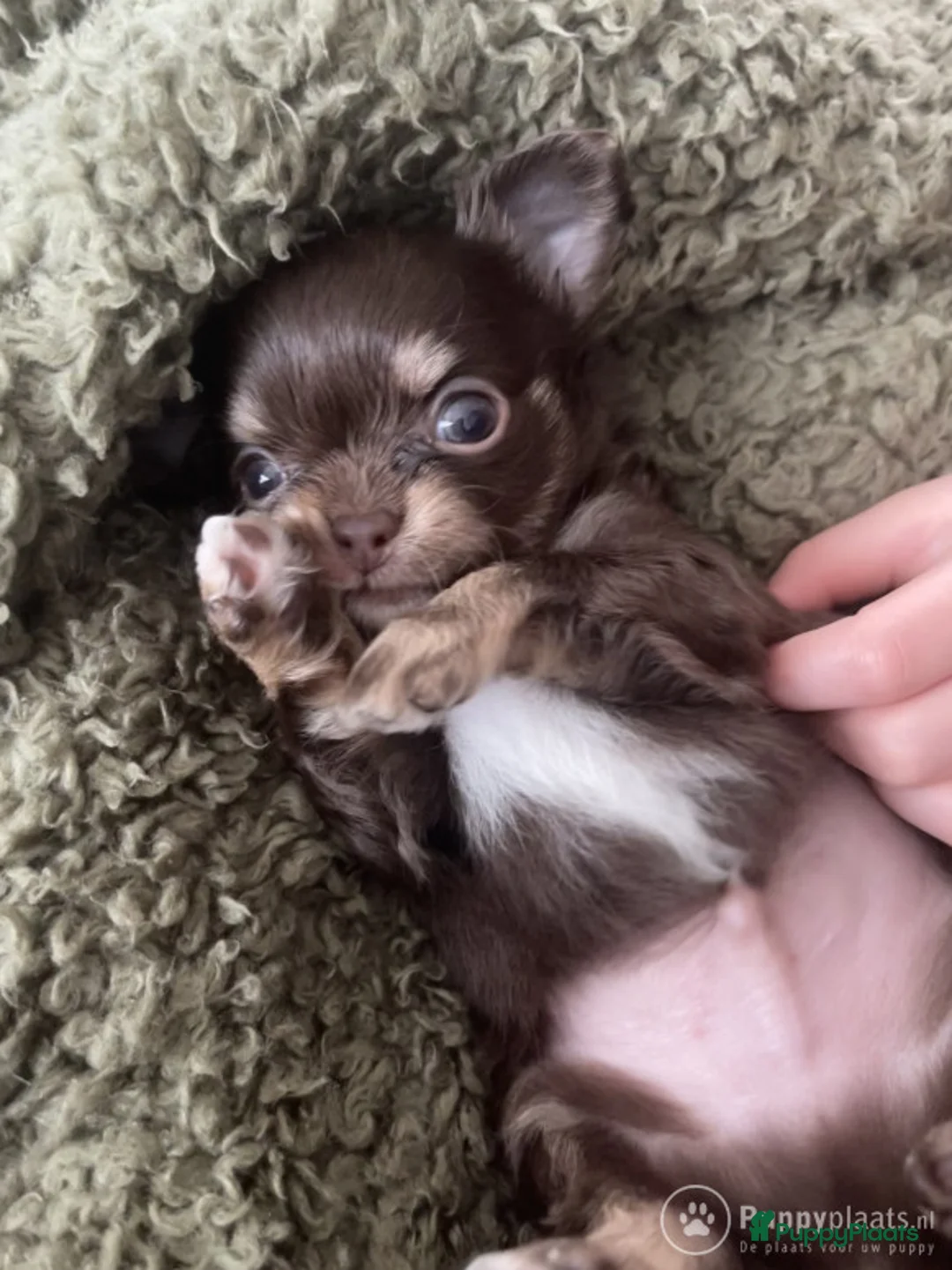 Chihuahua honden ter dekking: Chihuahua dekreu in Sint-Oedenrode - Advertentie 6