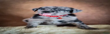 Kruising Puppy 5