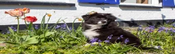 Australian Shepherd honden te koop: Australian shepherd pup zoekt 5** thuis - Advertentie 1