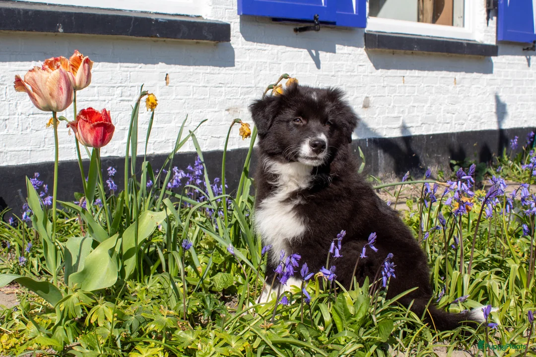 Australian Shepherd honden te koop: Australian shepherd pup zoekt 5** thuis - Advertentie 1