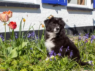 Australian Shepherd honden Australian shepherd pup zoekt 5** thuis - Advertentie 1