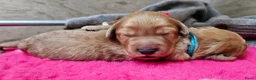 Labradoodle honden te koop: Super mooie Labradoodle pups in Schijndel - Advertentie 6