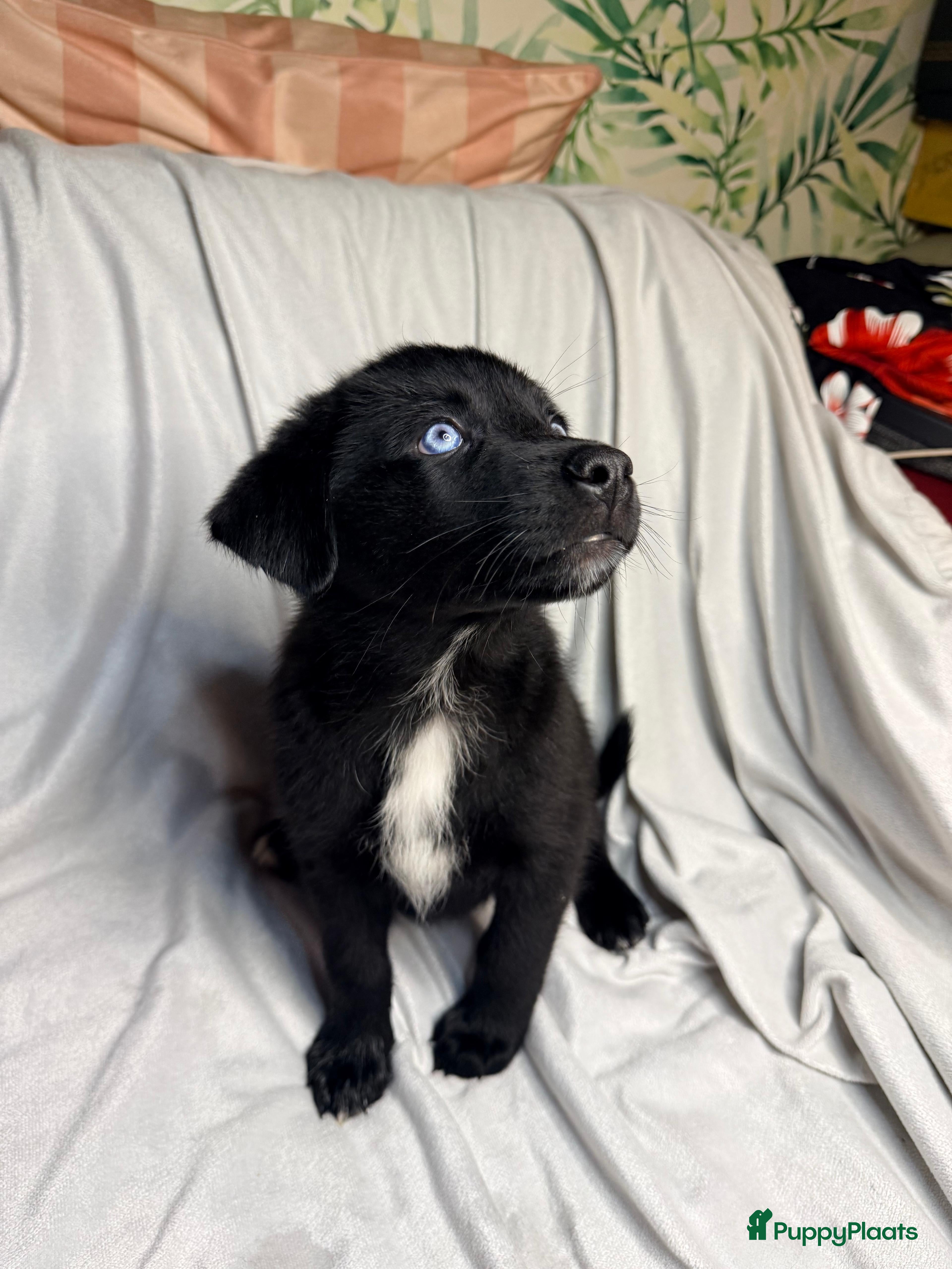 Kruising honden Geen Picasso Puppies Beschikbaar - Advertentie 1