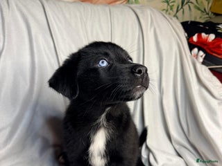 Kruising honden Laatste 3 Picasso Puppies - Advertentie 1