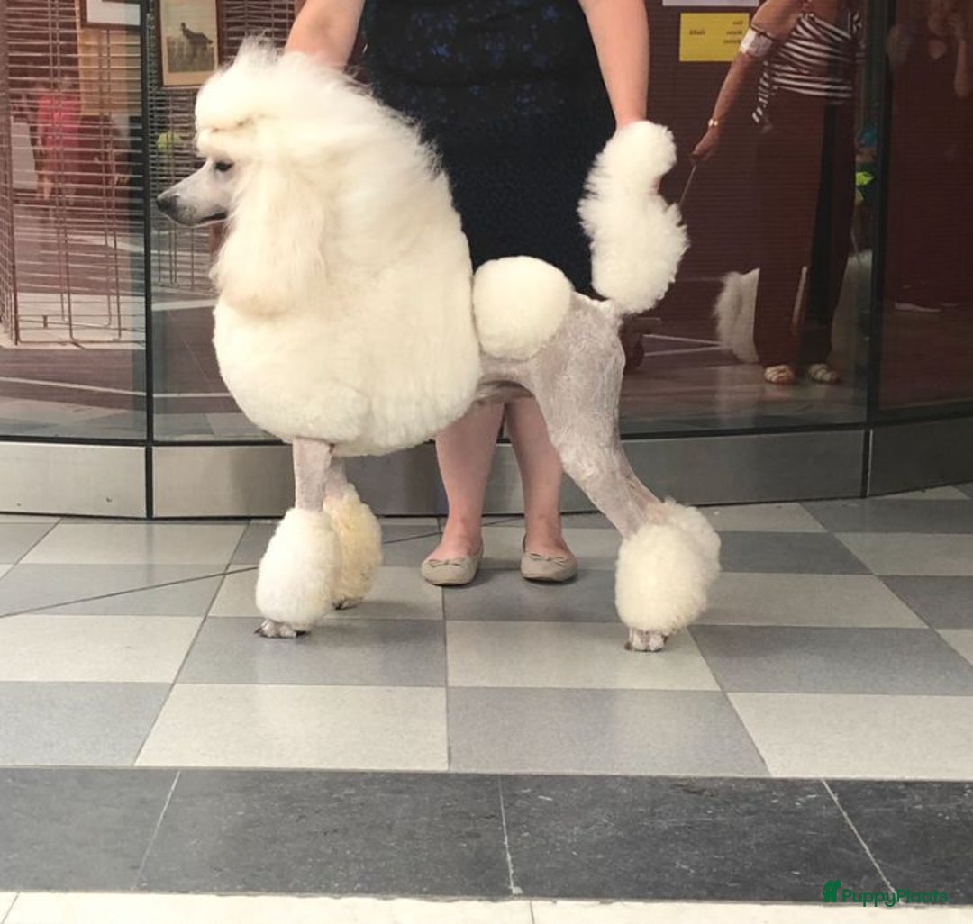 Poedel honden te koop: Konings poedel pups met FCI stamboom - Advertentie 9