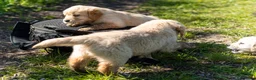 Golden Retriever honden te koop: Mooie lieve boerderij puppy’s  - Advertentie 6