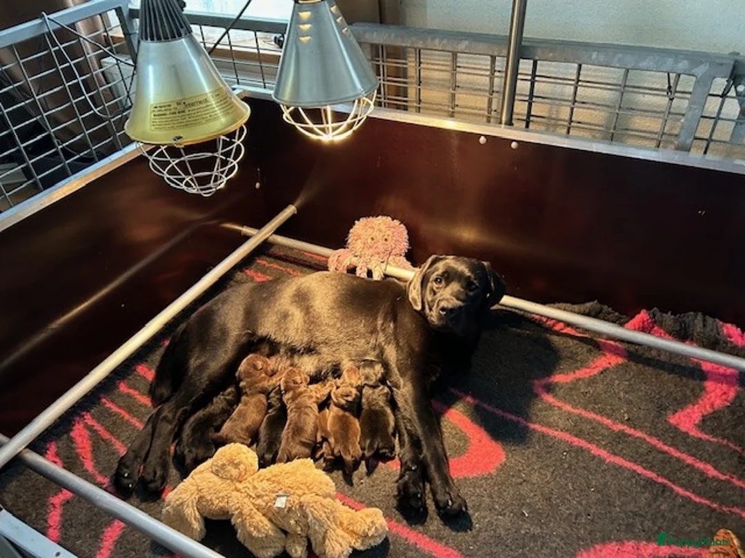 Labrador Retriever honden te koop: 11 mrt 7 labrador pups geboren  - Advertentie 2