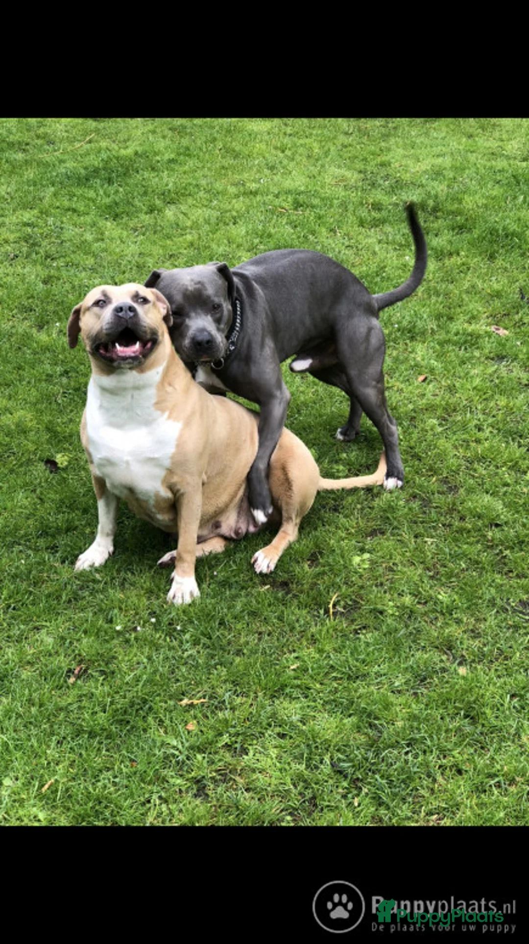 American Staffordshire Terriër honden ter dekking: Dekreu Amstaff (40KG) in Breda - Advertentie 8