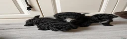 Maltipoo honden te koop: Lieve Maltipoo puppy’s zoeken een for ever home ✨ - Advertentie 7