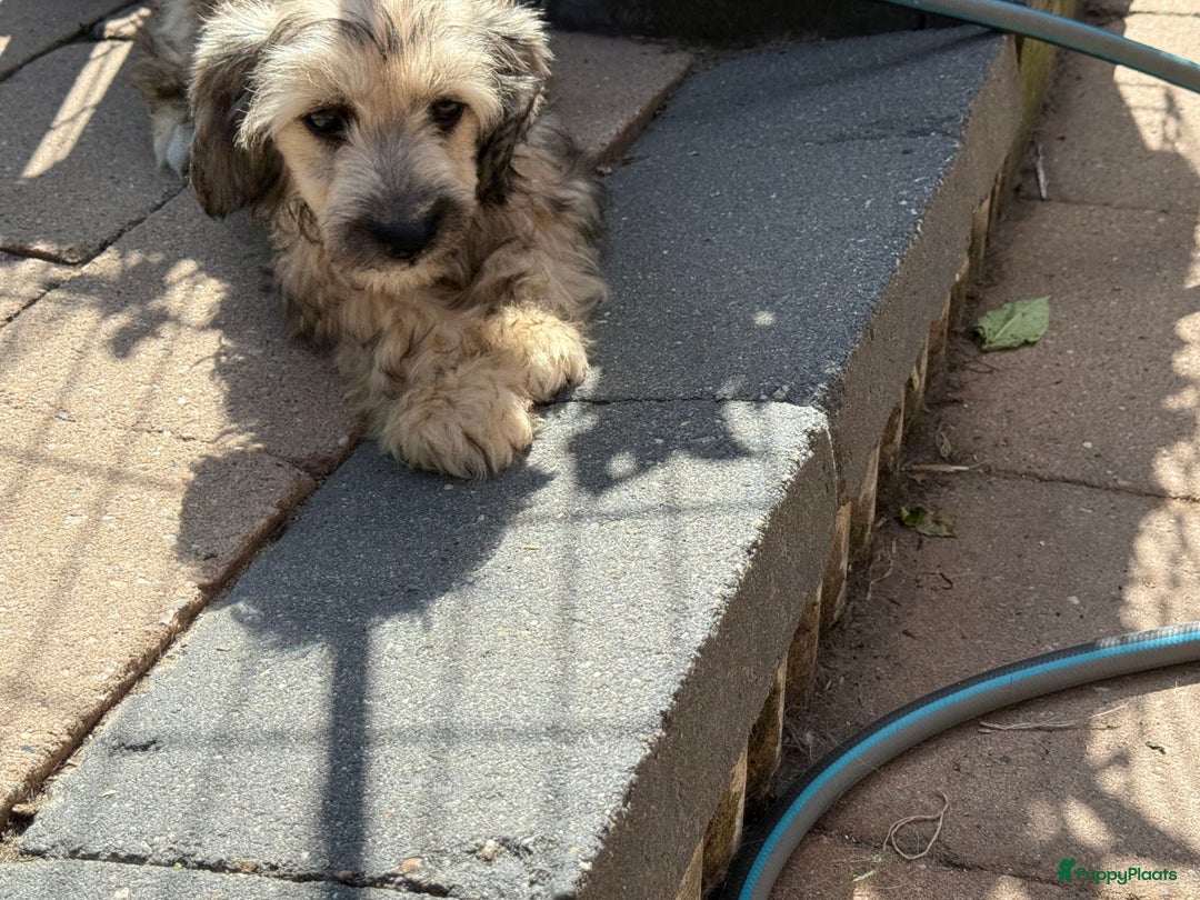 Chinese Naakthond honden te koop: Mooie powder puff jongen - Afbeelding 6