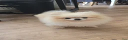 Pomeriaan honden te koop: Pomeriaan teefje  - Advertentie 3