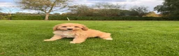 Labradoodle honden te koop: Dwergpoedel x Labradoodle pups - Advertentie 6