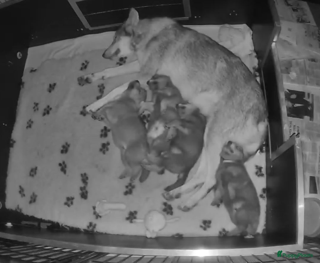 Saarlooswolfhond honden te koop: Reutje zoekt mandje - Advertentie 6