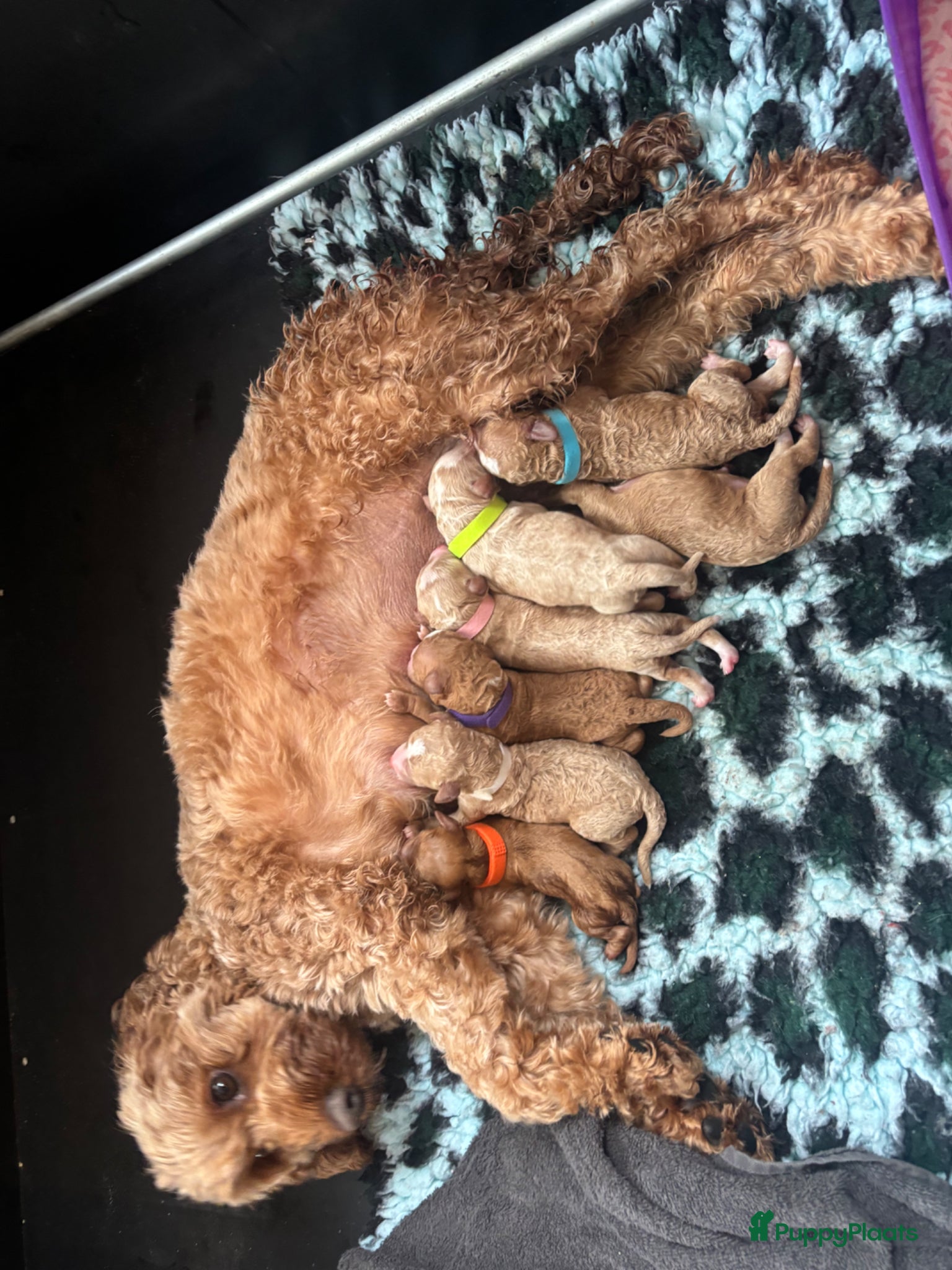 Cockapoo honden Cockapoo pups f1bb, huiselijk nestje - Advertentie 2