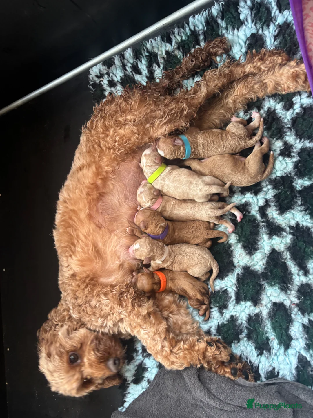 Cockapoo honden te koop: Cockapoo pups f1bb, huiselijk nestje - Advertentie 2