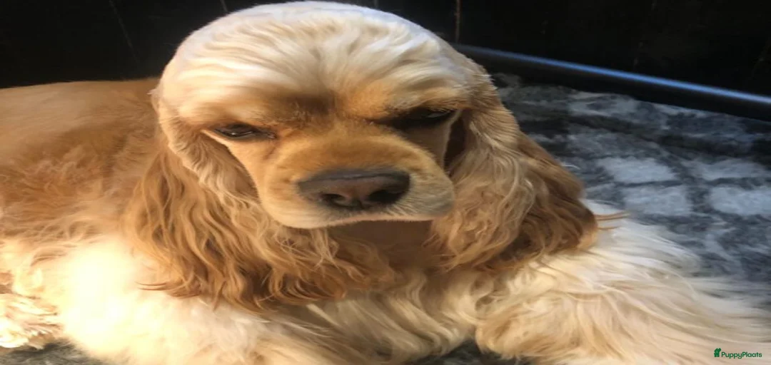 Galerij afbeelding {{count}}