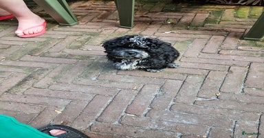Boomer honden - Advertentie 4