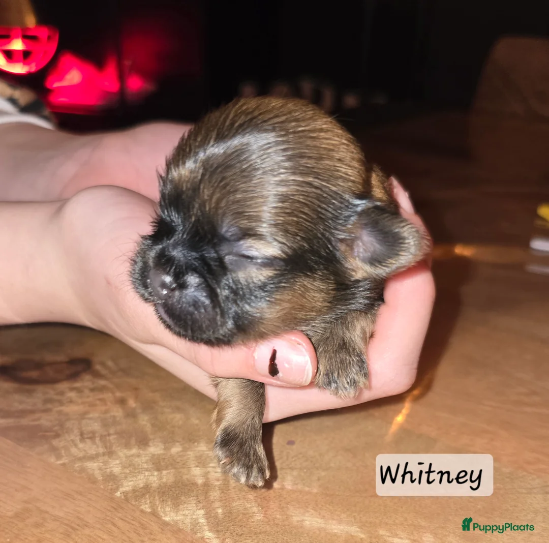 Kruising honden te koop: Boomer pups 14-1 geboren (Shih-Tzu x Boomer) - Advertentie 28