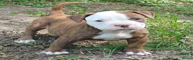 Amerikaanse Bulldog 4