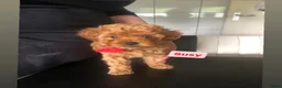 Kruising honden te koop: Toy/dwergpoedel pups  - Advertentie 8