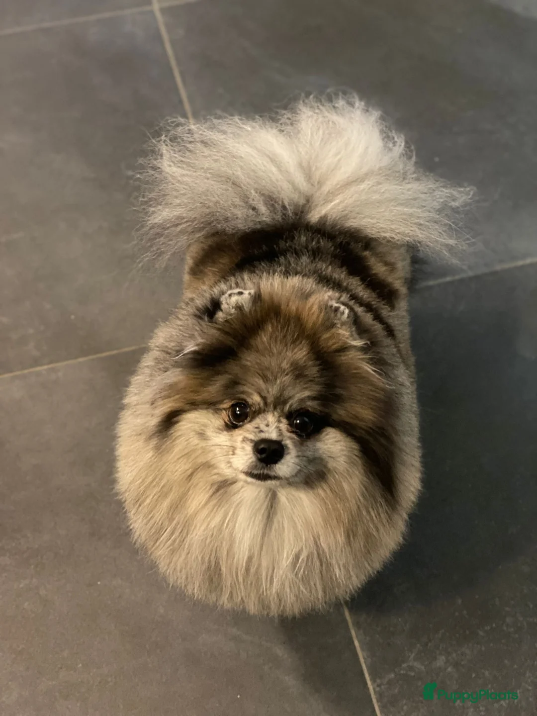 Pomeriaan honden te koop: Super lieve pomeranian Hummer  - Advertentie 4