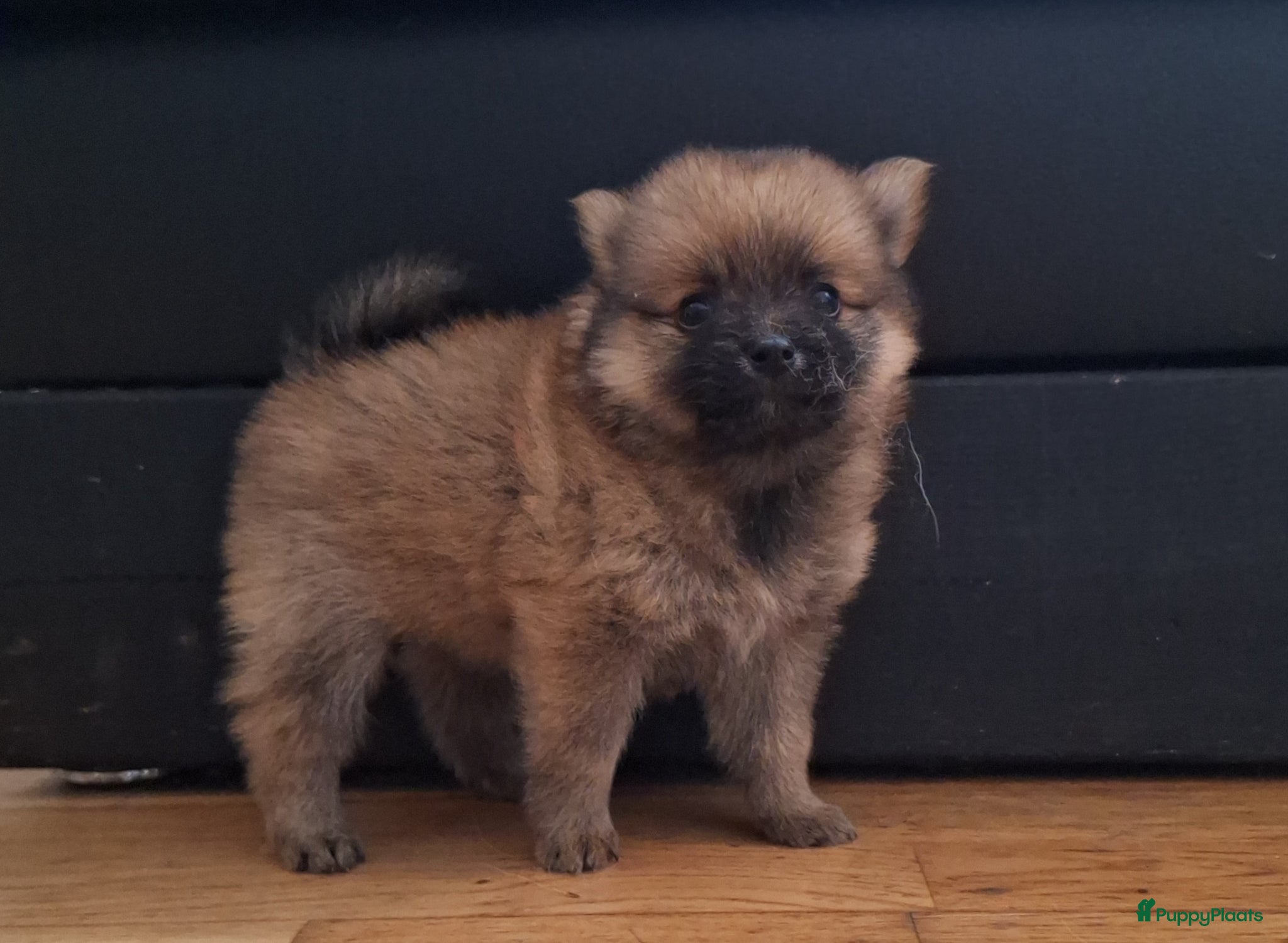 Pomsky honden te koop: Mellow 💙 F1b pomsky reu - Advertentie 1