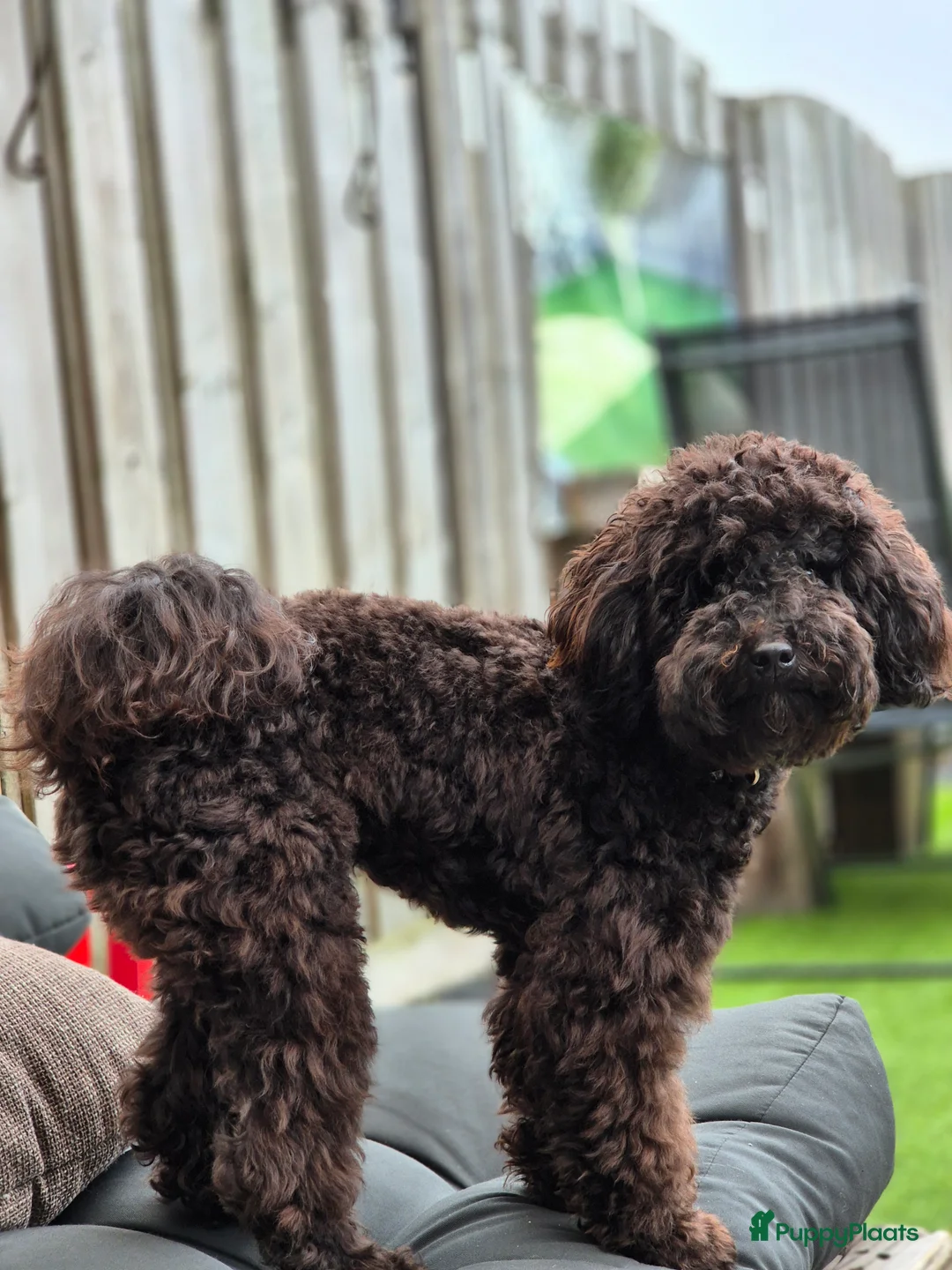 Poedel Toy honden ter dekking: Lillo superlieve toypoedel. Mooie, fluffy dekreu💙 - Advertentie 9