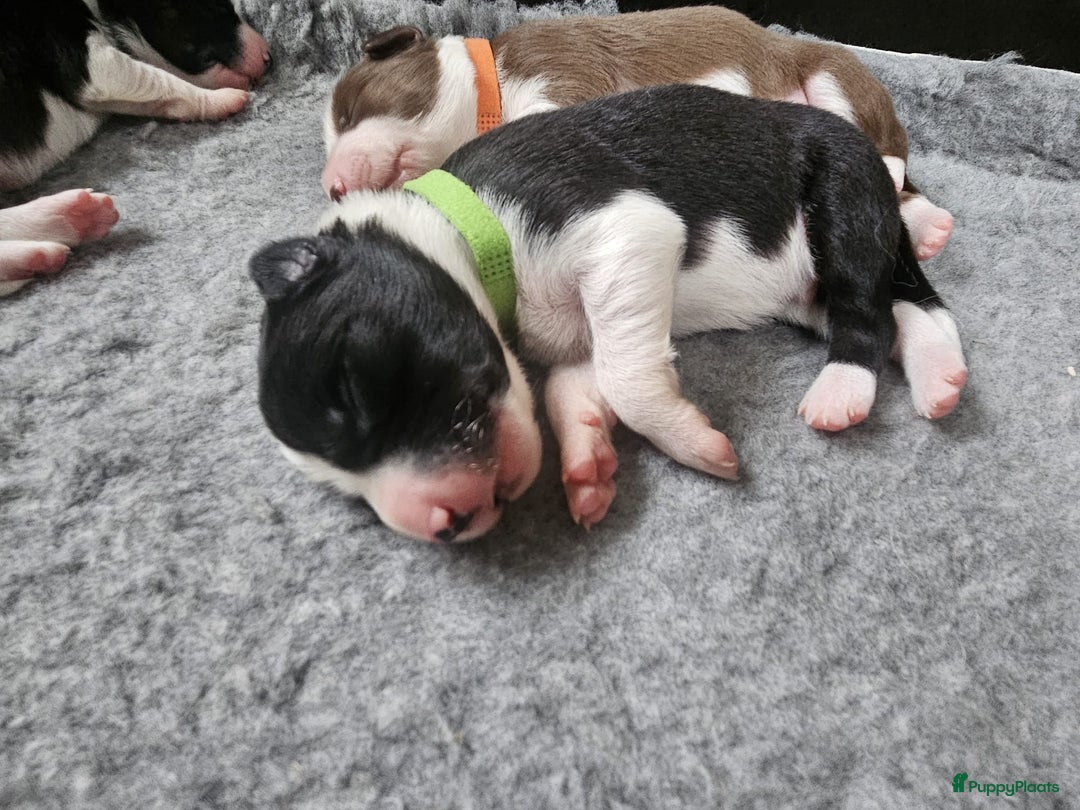 Border Collie honden te koop: Border collie pups - Advertentie 8